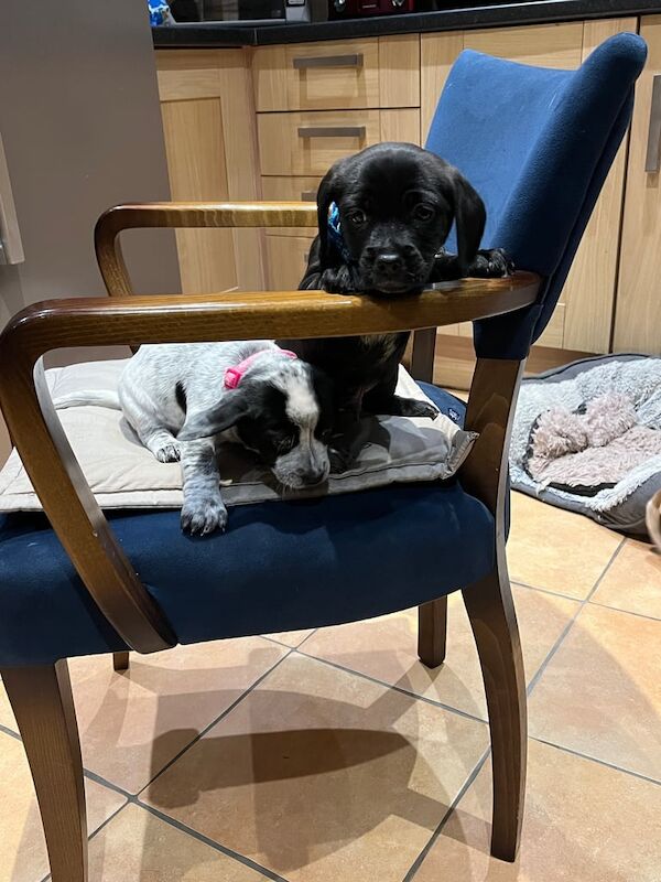 Cocker spaniel x terrier pups for sale in Horley, Surrey - Image 3