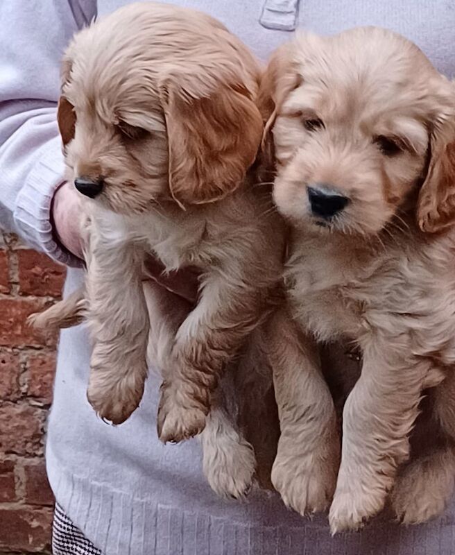 Cocker Spaniel puppies for sale in Northampton, Northamptonshire – 10 months old - Image 1 of 3