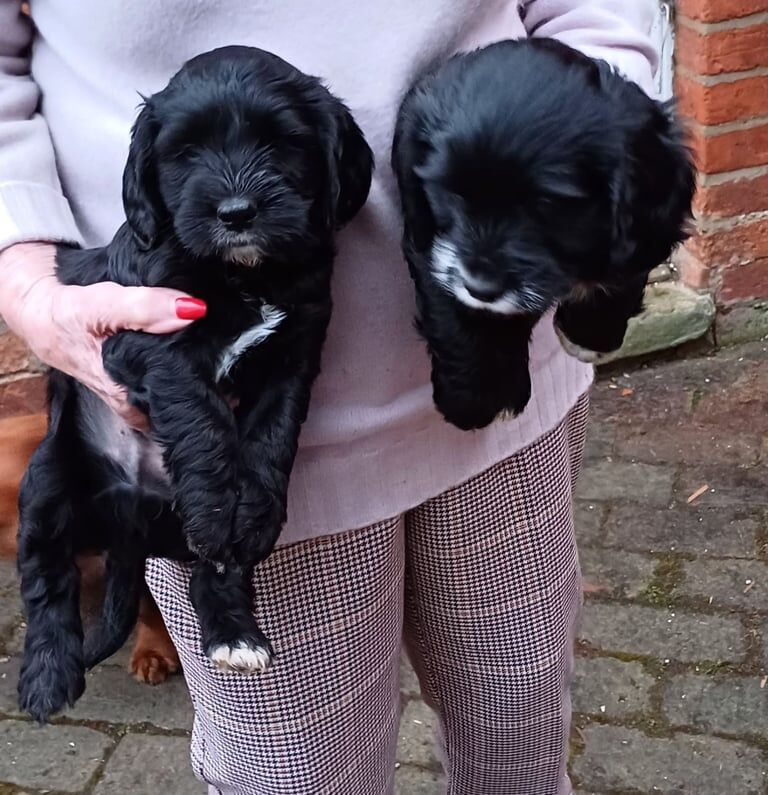 Cocker Spaniel puppies for sale in Northampton, Northamptonshire – 10 months old - Image 2 of 3