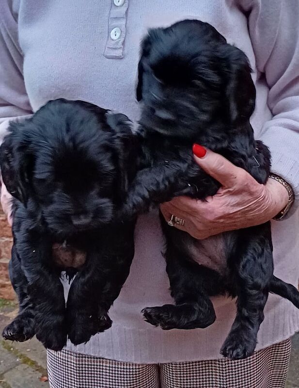 Cocker Spaniel puppies for sale in Northampton, Northamptonshire – 10 months old - Image 3 of 3