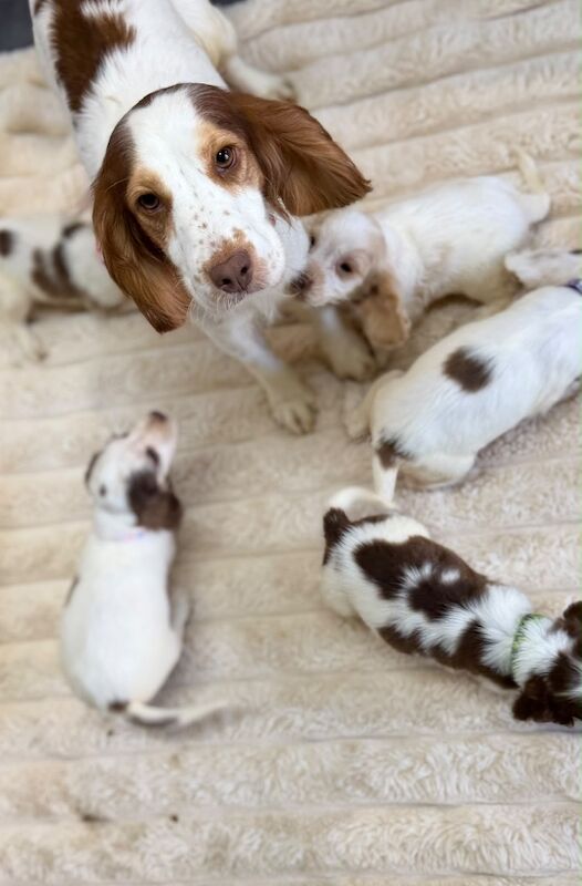 Cocker spaniels