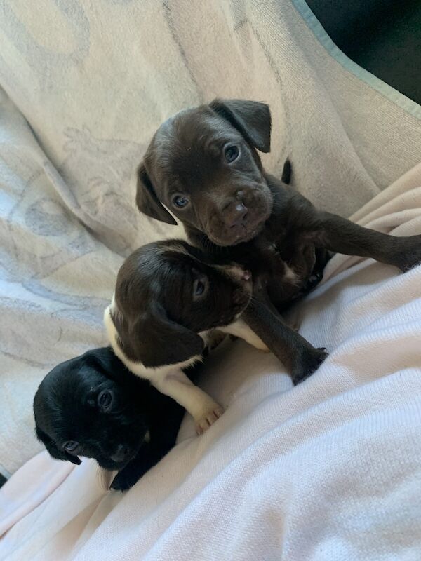 Cocker Spaniel puppies for sale in Sheerness, Kent – 11 months old - Image 1 of 3