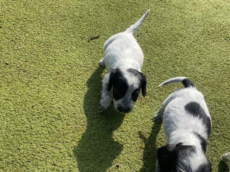 Cocker spaniels - Image 2 of 3