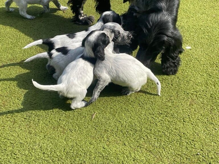 Cocker spaniels - Image 3 of 3