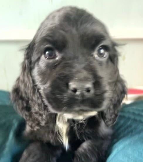 Cocker spaniels for sale in Alcester, Warwickshire