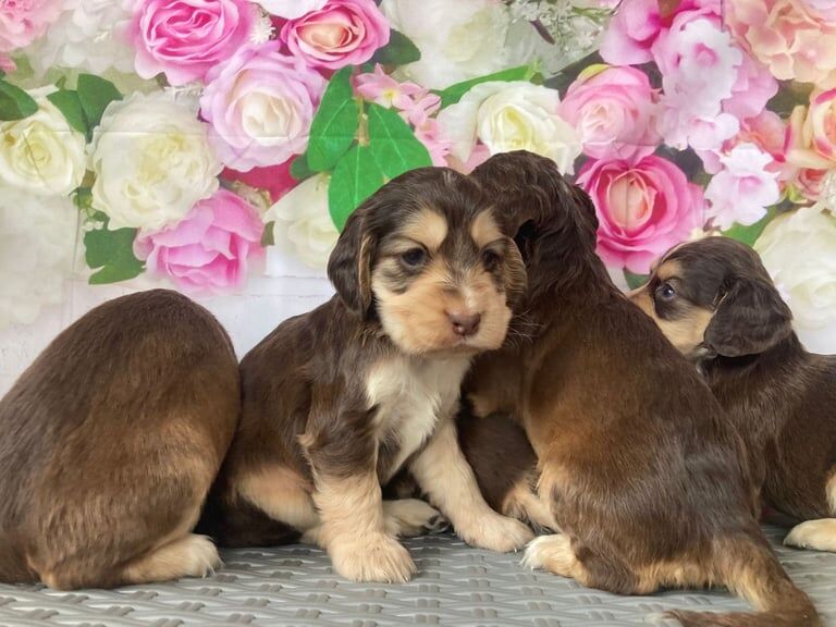 Cocker Spaniel puppies for sale in Bradford, West Yorkshire – 6 weeks old