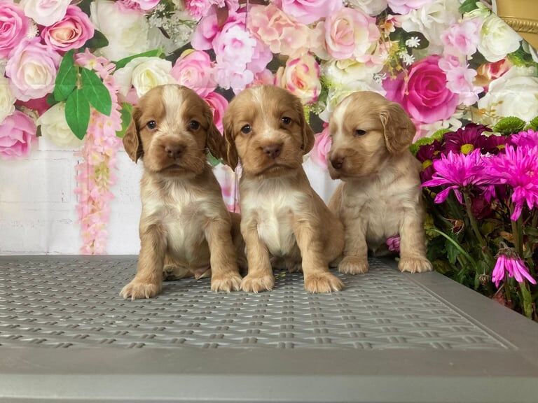Cocker Spaniel puppies for sale in Bradford, West Yorkshire – 8 weeks old - Image 2 of 3