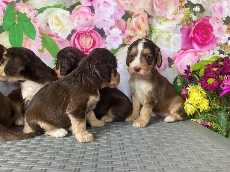 Cocker Spaniel puppies for sale in Bradford, West Yorkshire – 8 weeks old - Image 3 of 3