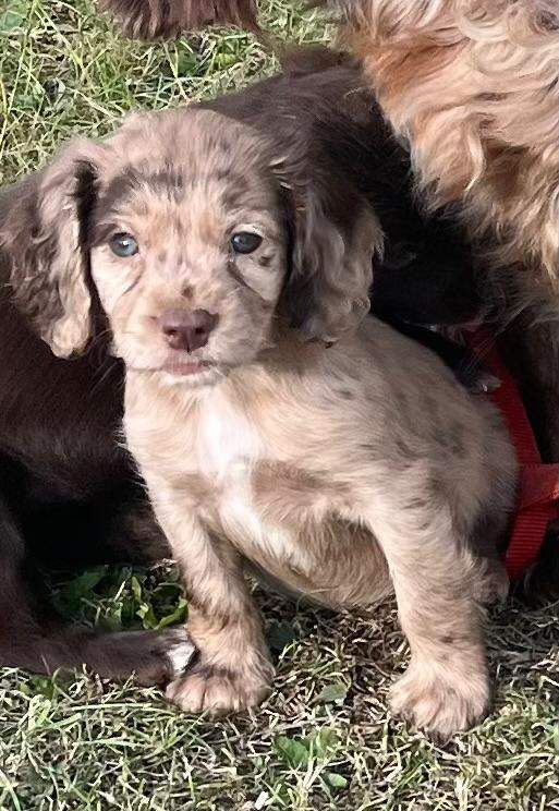 Cocker Spaniel puppies for sale in Crook, Durham – 9 weeks old