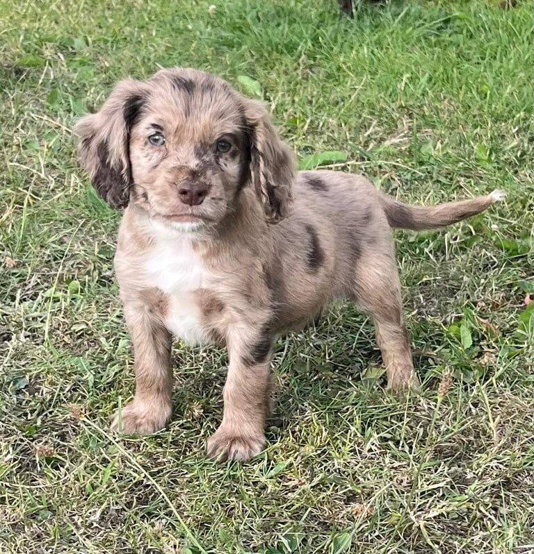 Cocker Spaniel puppies for sale in Crook, Durham – 9 weeks old - Image 2 of 3