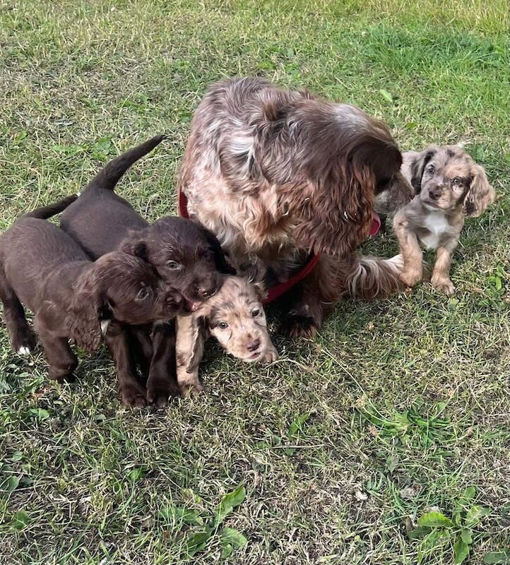 Cocker Spaniel puppies for sale in Crook, Durham – 9 weeks old - Image 3 of 3