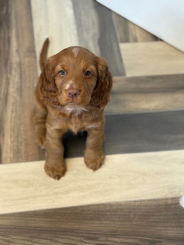 Cocker Spaniel puppies for sale in Askern, South Yorkshire – 8 weeks old