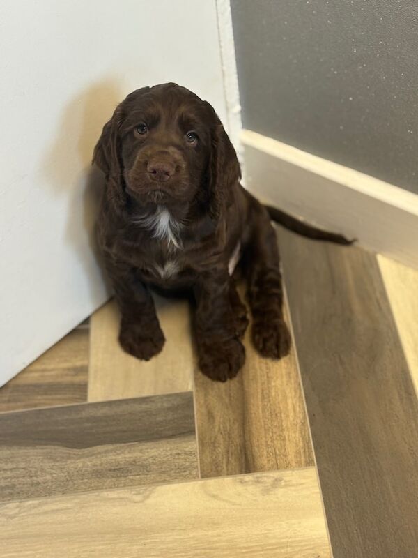 Cocker Spaniel puppies for sale in Askern, South Yorkshire – 8 weeks old - Image 2 of 3