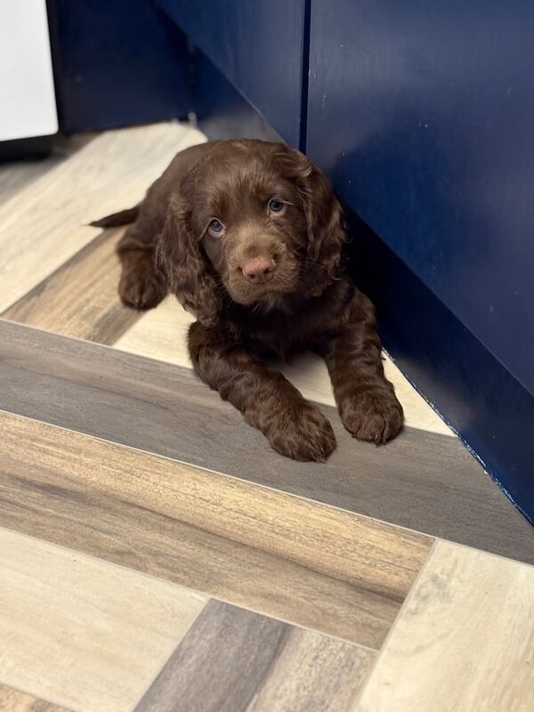 Cocker Spaniel puppies for sale in Askern, South Yorkshire – 8 weeks old - Image 3 of 3