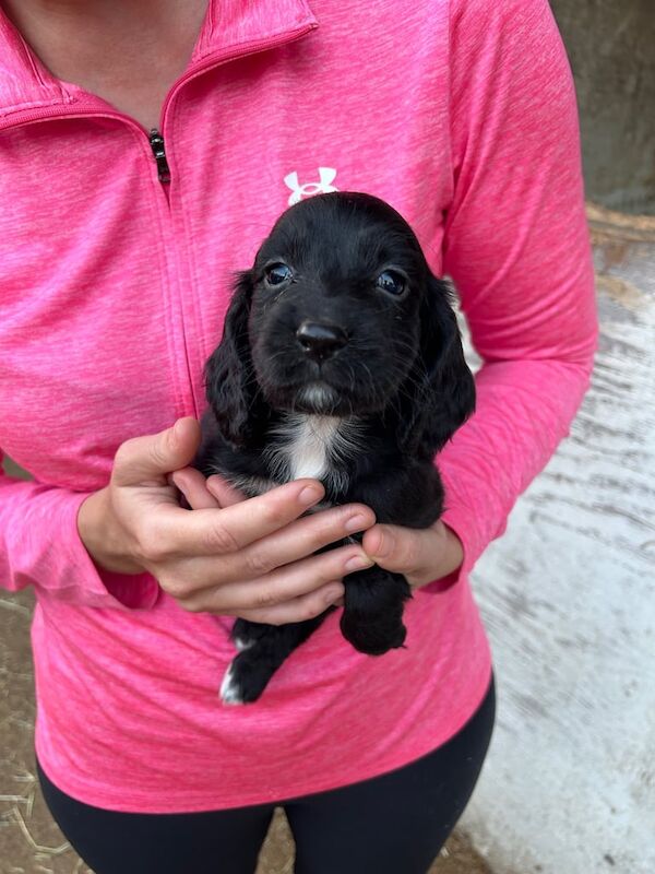 Cocker Spaniel puppies for sale in Grays, Essex – 8 weeks old