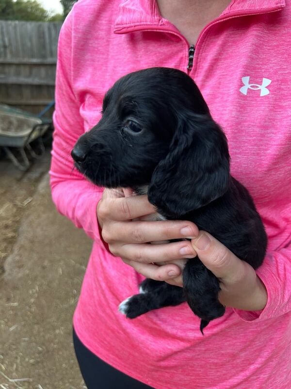 Cocker Spaniel puppies for sale in Grays, Essex – 8 weeks old - Image 2 of 3