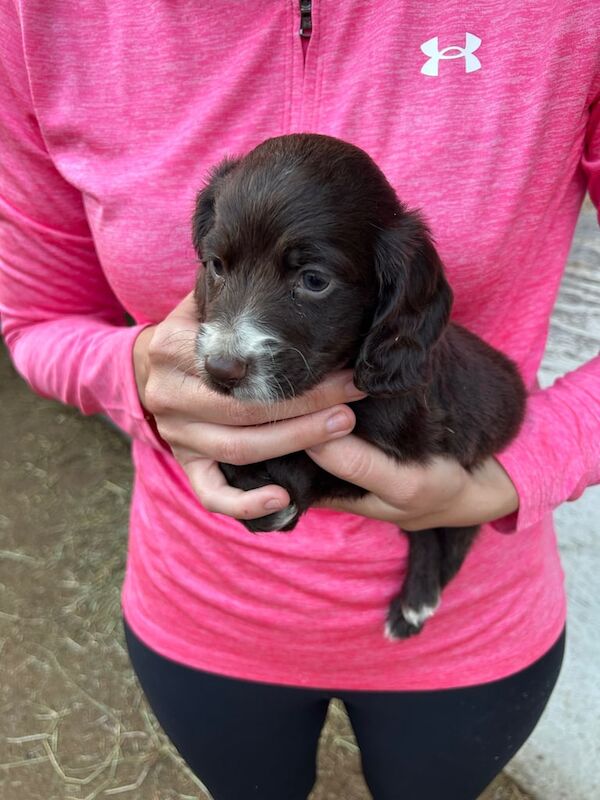Cocker Spaniel puppies for sale in Grays, Essex – 8 weeks old - Image 3 of 3