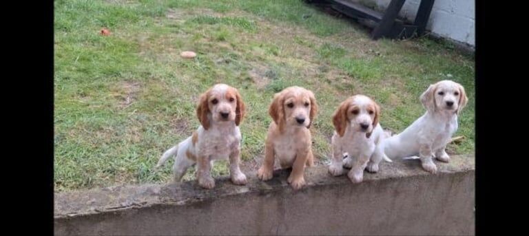 Cocker Spaniel puppies for sale in Dungannon, County Tyrone – KC registered, 10 weeks old