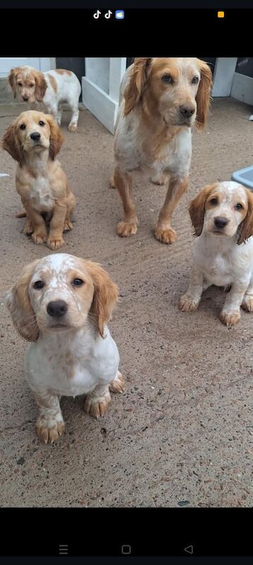Cocker Spaniel puppies for sale in Dungannon, County Tyrone – KC registered, 10 weeks old - Image 2 of 3