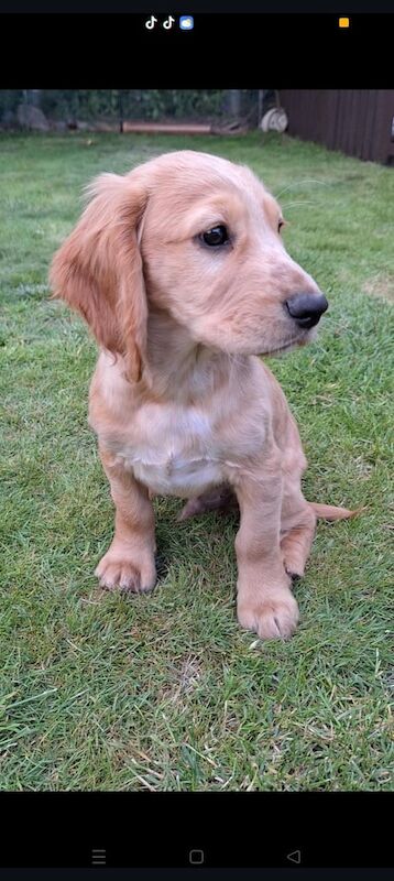 Cocker Spaniel puppies for sale in Dungannon, County Tyrone – KC registered, 10 weeks old - Image 3 of 3