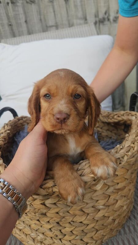Cocker Spaniel puppies for sale in Woodlands, South Yorkshire – 6 weeks old