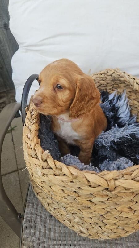 Cocker Spaniel puppies for sale in Woodlands, South Yorkshire – 6 weeks old - Image 2 of 3