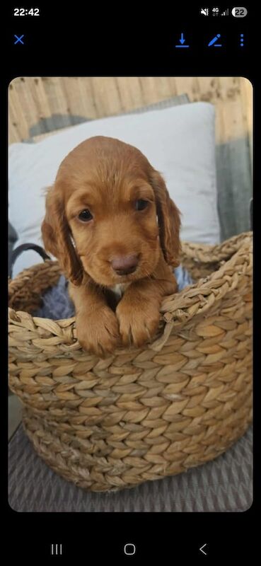 Cocker Spaniel puppies for sale in Woodlands, South Yorkshire – 6 weeks old - Image 3 of 3