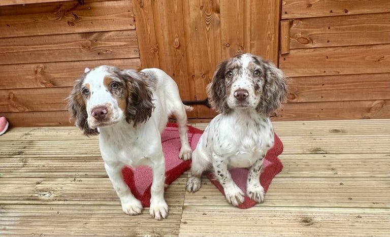 Cocker Spaniel puppies for sale in Bilston, West Midlands – 4 months old