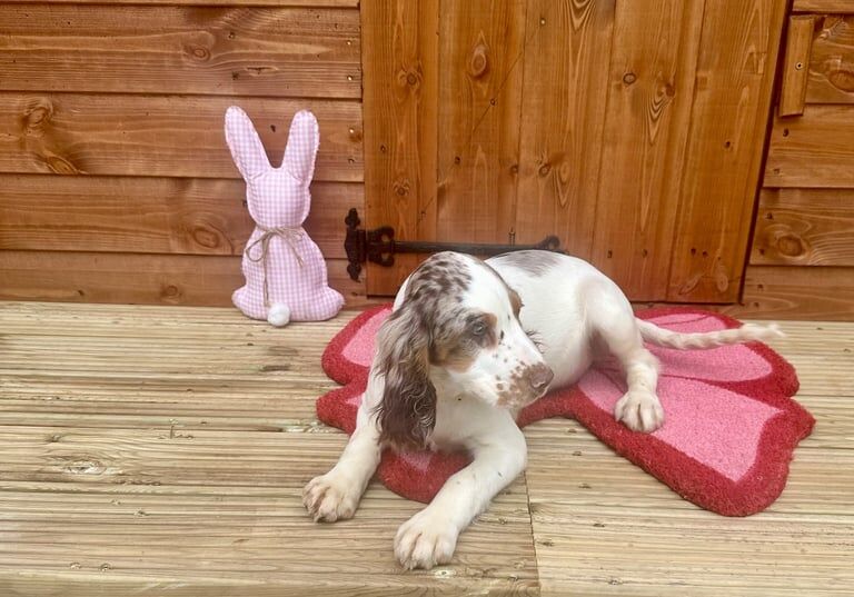 Cocker Spaniel puppies for sale in Bilston, West Midlands – 4 months old - Image 2 of 3