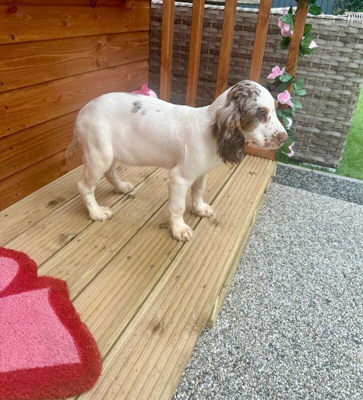 Cocker Spaniel puppies for sale in Bilston, West Midlands – 4 months old - Image 3 of 3