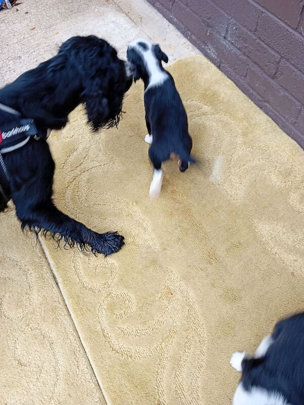 Cocker Spaniel puppies for sale in Omagh, County Tyrone – KC registered, 9 weeks old