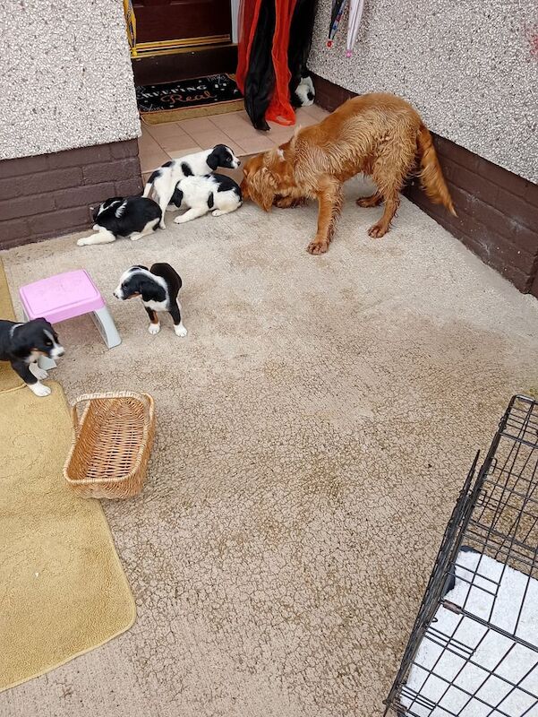 Cocker Spaniel puppies for sale in Omagh, County Tyrone – KC registered, 9 weeks old - Image 2 of 3