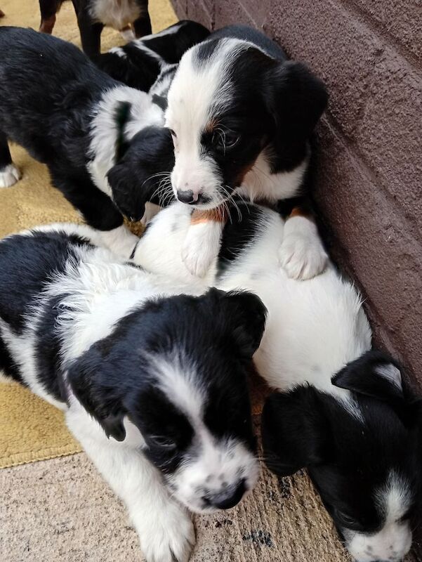 Cocker Spaniel puppies for sale in Omagh, County Tyrone – KC registered, 9 weeks old - Image 3 of 3