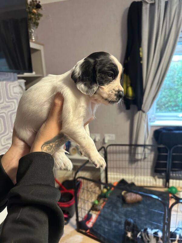Cocker Spaniel puppies for sale in Wakefield, West Yorkshire – 5 weeks old