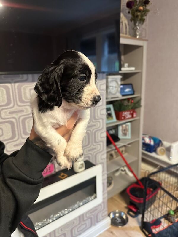 Cocker Spaniel puppies for sale in Wakefield, West Yorkshire – 12 weeks old - Image 3 of 5