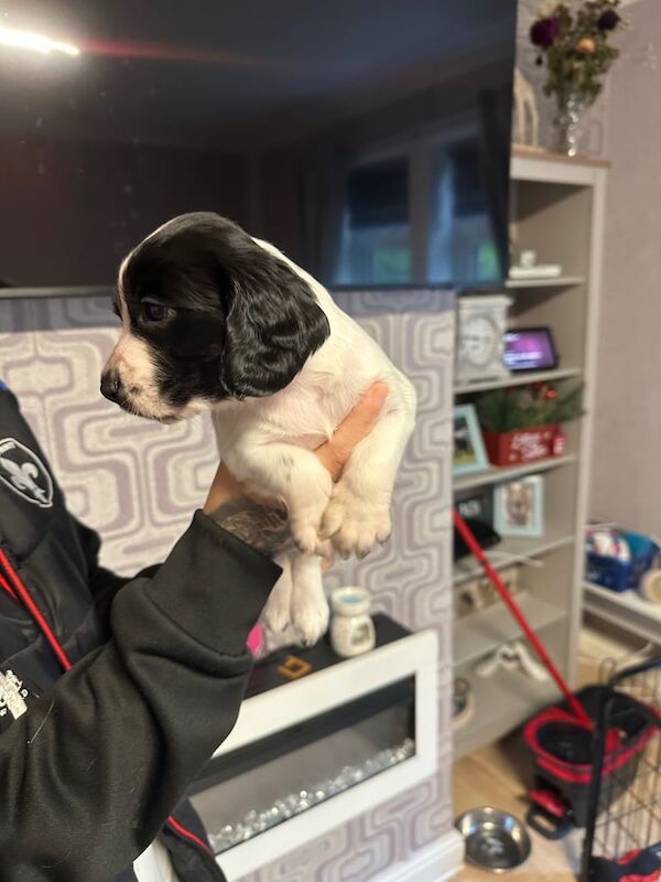 Cocker Spaniel puppies for sale in Wakefield, West Yorkshire – 12 weeks old - Image 4 of 5
