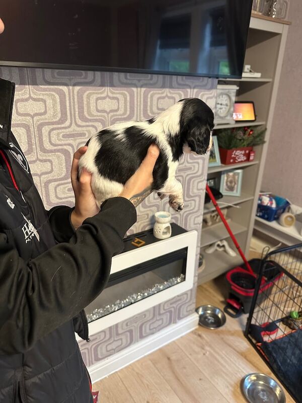 Cocker Spaniel puppies for sale in Wakefield, West Yorkshire – 12 weeks old - Image 5 of 5