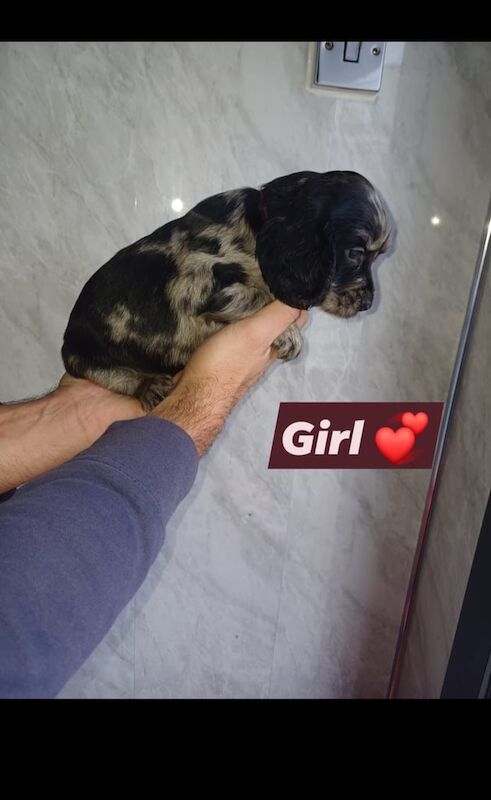 Cocker Spaniel puppies for sale in Redcar, North Yorkshire – 7 weeks old