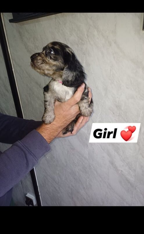 Cocker Spaniel puppies for sale in Redcar, North Yorkshire – 7 weeks old - Image 2 of 6