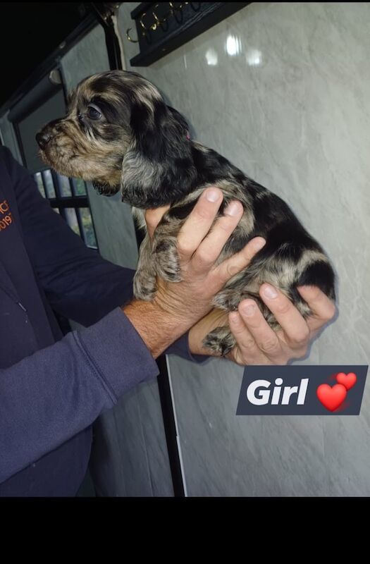 Cocker Spaniel puppies for sale in Redcar, North Yorkshire – 7 weeks old - Image 3 of 6