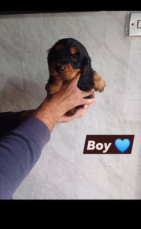 Cocker Spaniel puppies for sale in Redcar, North Yorkshire – 7 weeks old - Image 5 of 6