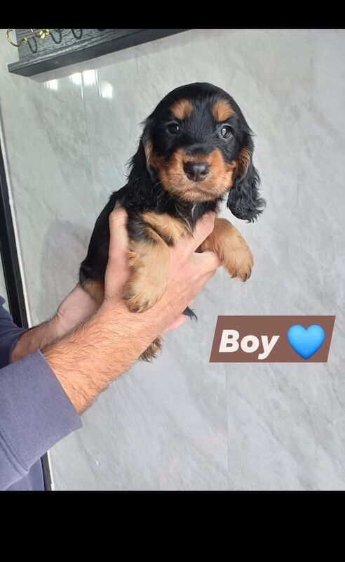 Cocker Spaniel puppies for sale in Redcar, North Yorkshire – 7 weeks old - Image 6 of 6
