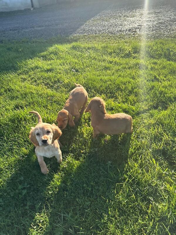 Cocker Spaniel puppies for sale in Castlewellan, County Down – 9 weeks old - Image 4 of 6