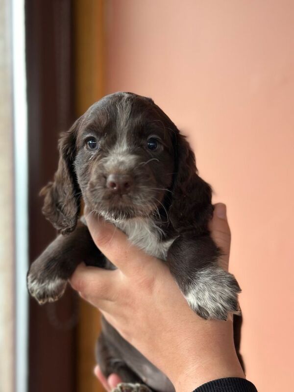 Cocker Spaniel puppies for sale in Peterhead, Aberdeenshire – 7 weeks old