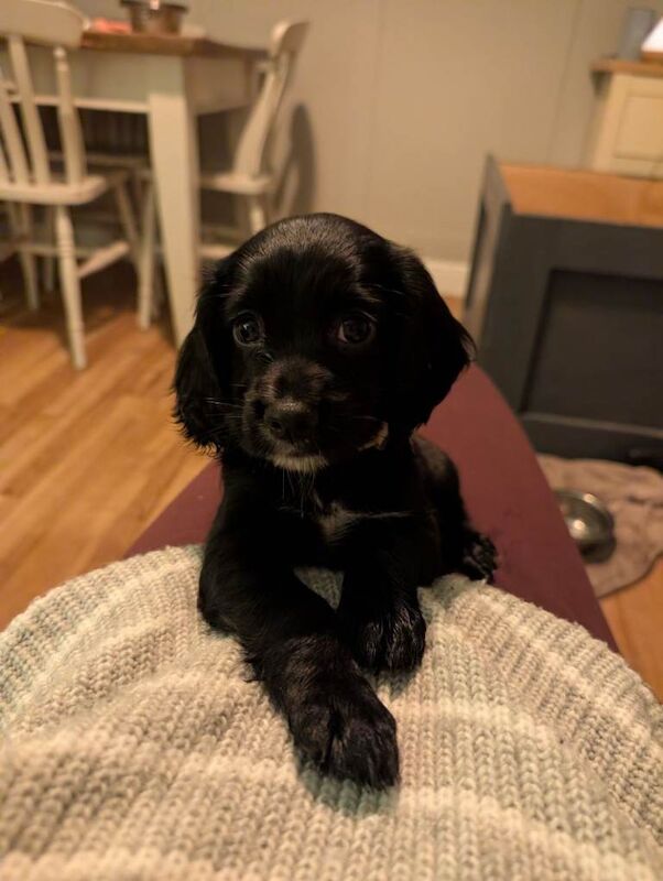 Cocker Spaniel puppies for sale in Poundbury, Dorset – 6 weeks old