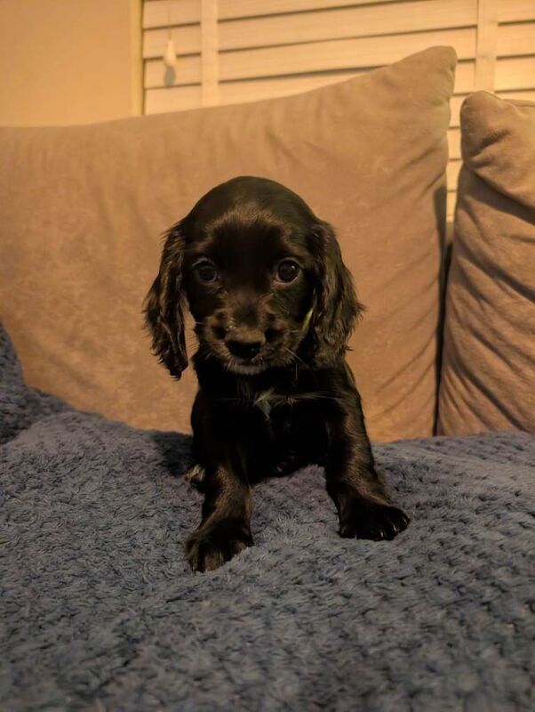 Cocker Spaniel puppies for sale in Poundbury, Dorset – 7 weeks old - Image 2 of 6