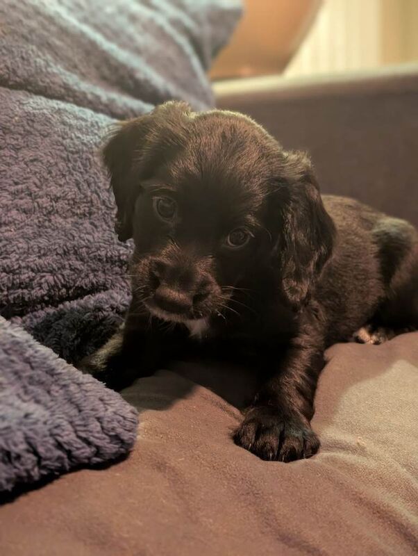 Cocker Spaniel puppies for sale in Poundbury, Dorset – 7 weeks old - Image 3 of 6