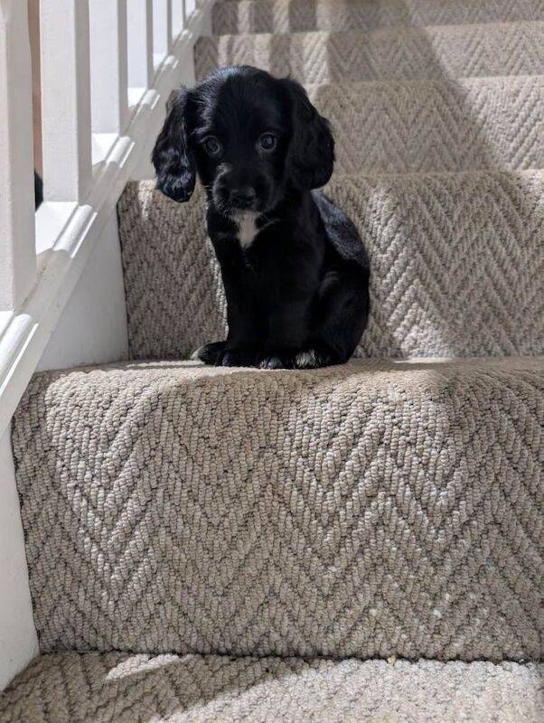Cocker Spaniel puppies for sale in Poundbury, Dorset – 7 weeks old - Image 4 of 6
