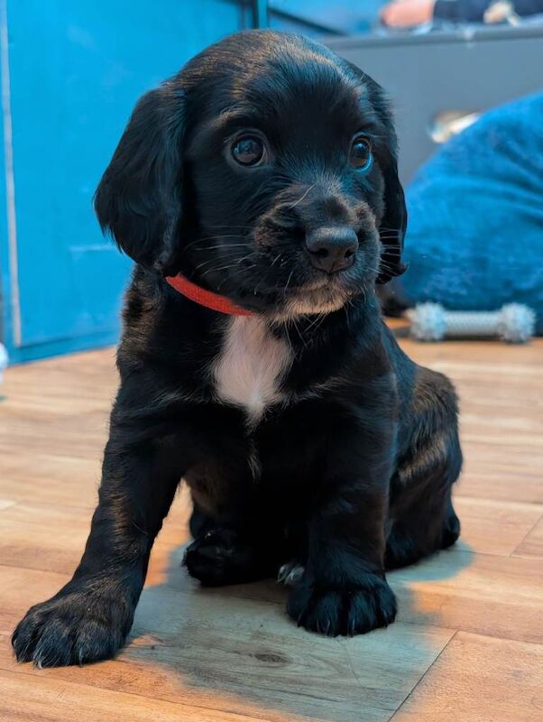 Cocker Spaniel puppies for sale in Poundbury, Dorset – 7 weeks old - Image 6 of 6