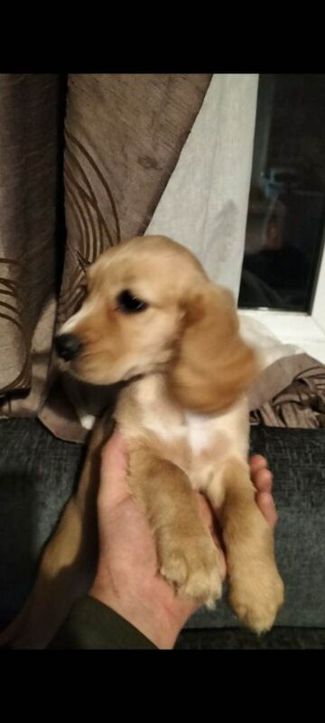 Cocker Spaniel puppies for sale in Harrogate, North Yorkshire – 10 weeks old - Image 2 of 5